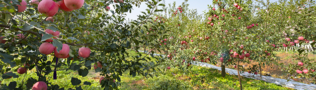 云大集生态农业发展（河北）有限公司-云大集生态农业发展（河北）有限公司【官网】