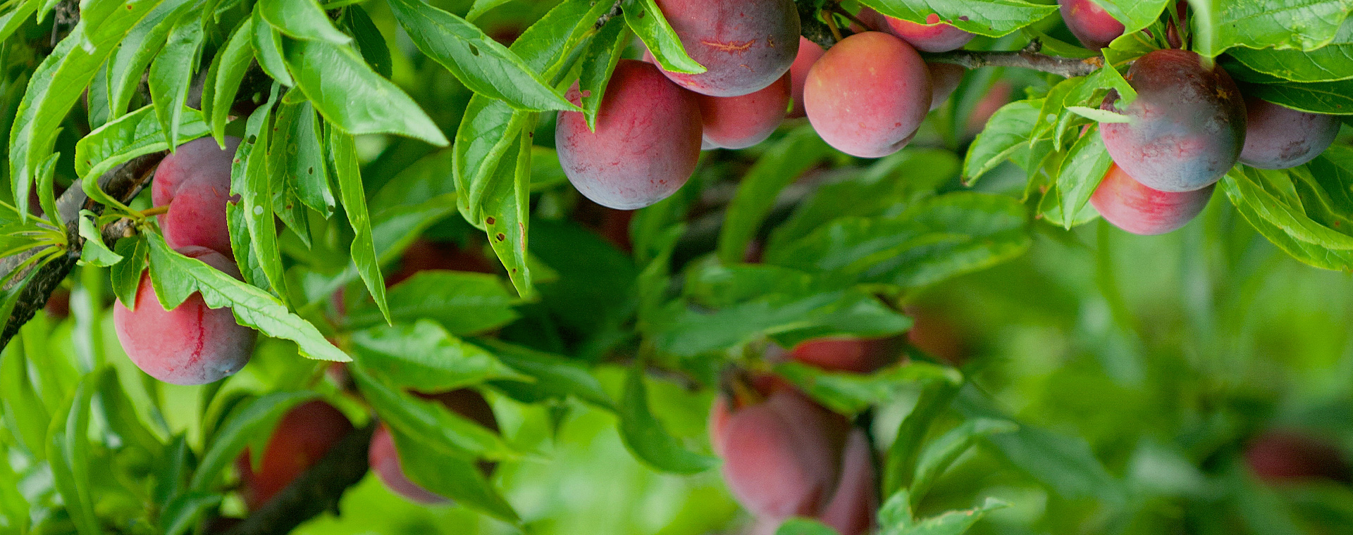 云大集生态农业发展（河北）有限公司-云大集生态农业发展（河北）有限公司【官网】